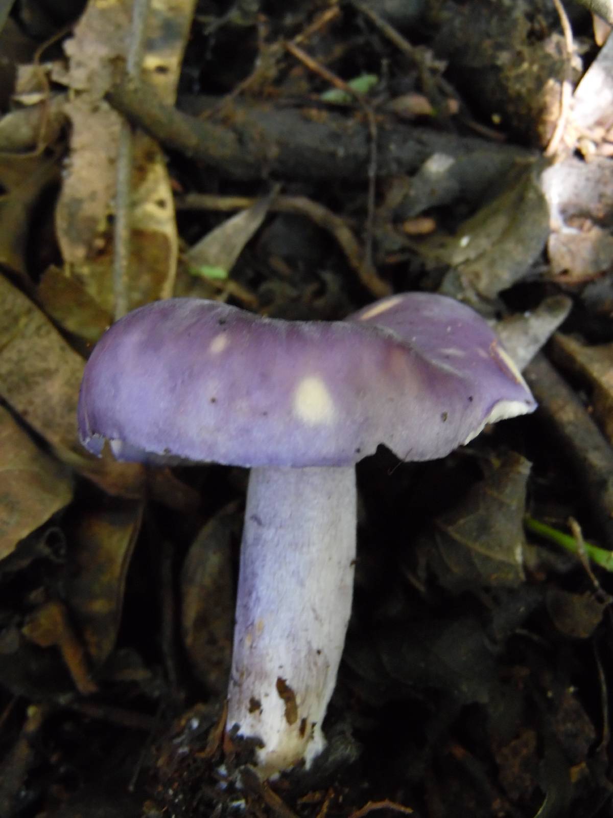 Tricholosporum laeteviolaceum image