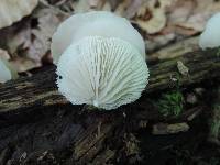 Crepidotus applanatus image