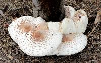 Leucoagaricus americanus image