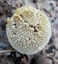 Lycoperdon marginatum image