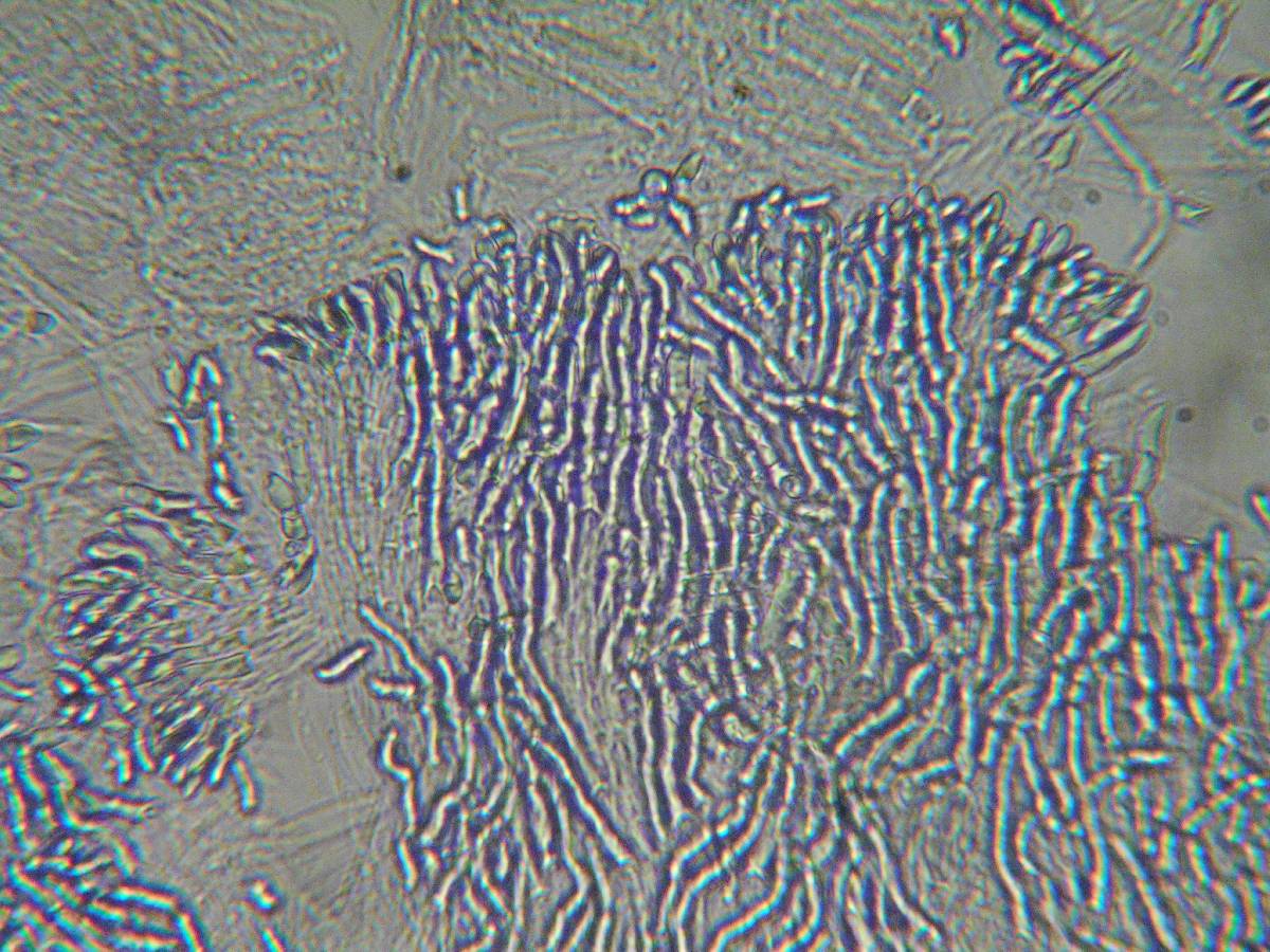 Crocicreas complicatum image