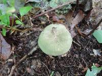 Russula aeruginea image