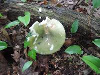 Russula aeruginea image