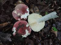 Russula fucosa image