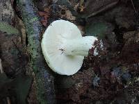 Russula compacta image