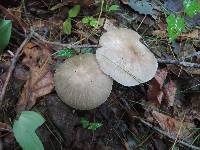Megacollybia rodmanii image