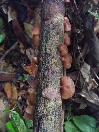 Auricularia delicata image