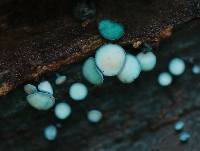 Chlorociboria aeruginosa image