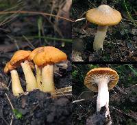 Image of Hygrocybe austropratensis