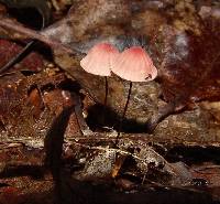 Marasmius pulcherripes image