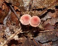 Marasmius pulcherripes image