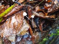 Mycena amicta image