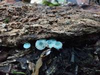 Mycena interrupta image