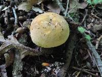 Russula xerampelina image