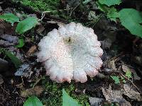 Lactarius subpurpureus image