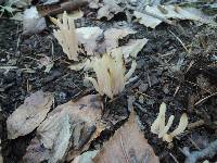 Clavaria fumosa image