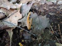 Clavaria argillacea image