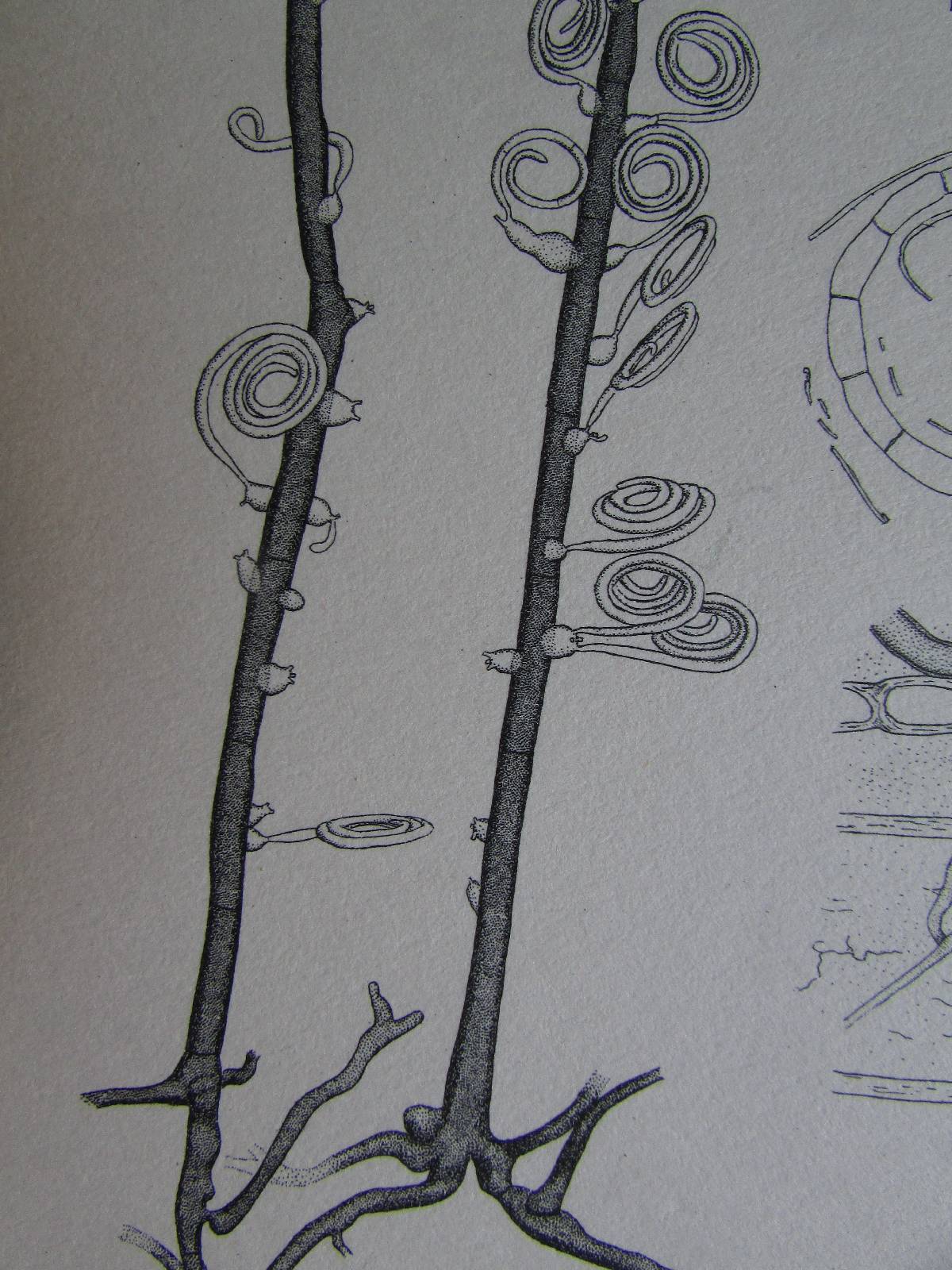 Helicosporium aureum image