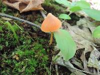 Entoloma quadratum image