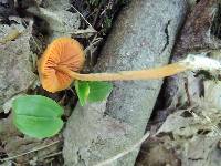 Entoloma quadratum image