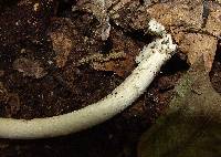 Amanita sect. Vaginatae image
