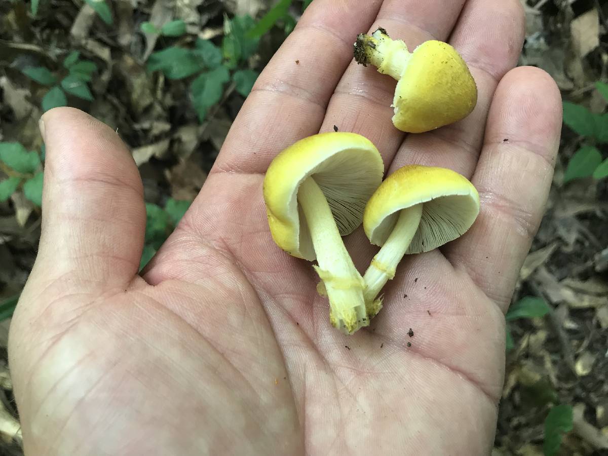 Pluteus mammillatus image