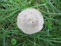 Pluteus ephebeus image