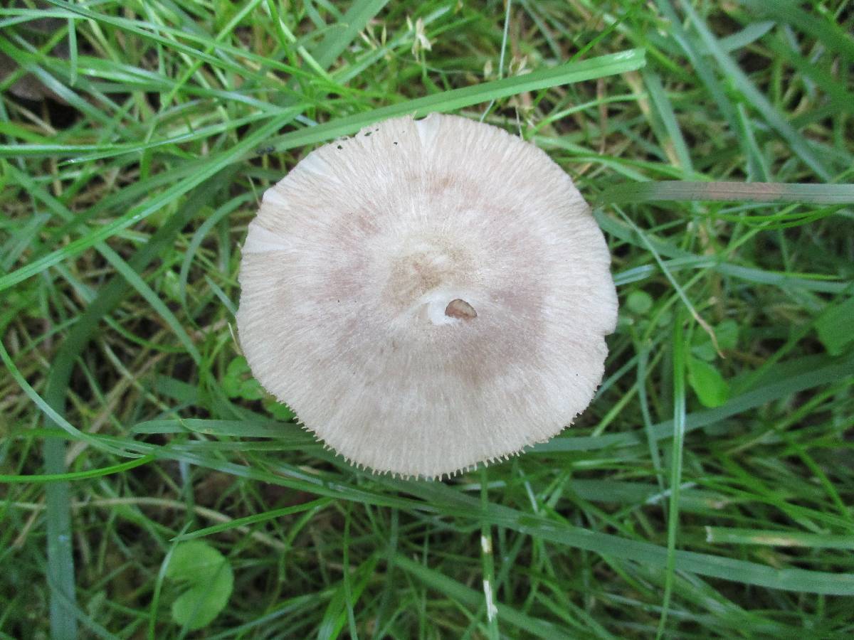 Pluteus ephebeus image