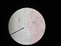 Pluteus ephebeus image