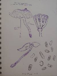 Xeromphalina tenuipes image