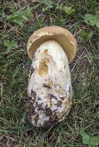 Boletus huronensis image