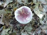 Russula graveolens image