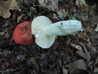 Russula rubescens image