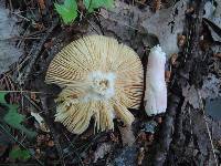 Russula laeta image