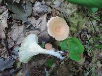 Clitocybe gibba image