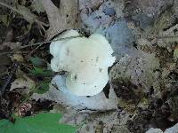 Leucopaxillus laterarius image