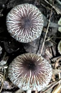 Agaricus endoxanthus image