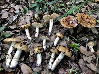 Russula foetentula image