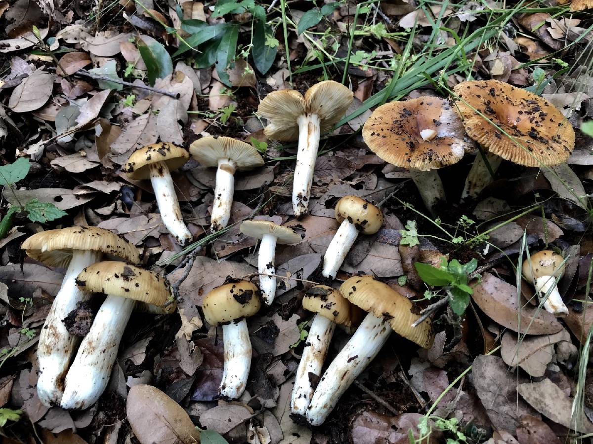 Russula foetentula image