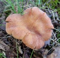 Cantharellus persicinus image