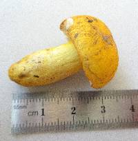 Russula flavida image