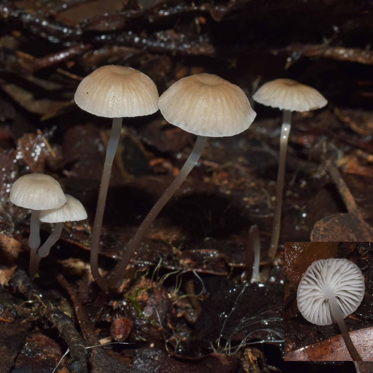 Mycena mijoi image