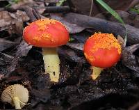 Amanita xanthocephala image