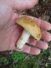 Russula fragrantissima image