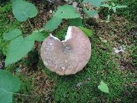 Russula variata image