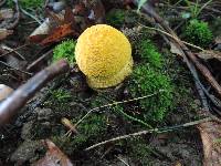 Amanita flavorubens image