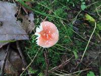 Russula pusilla image