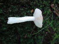 Russula pusilla image