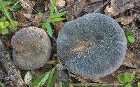 Russula parvovirescens image