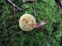 Boletus chrysenteron image